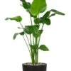 Strelitzia Plant In Pot 1 Strelitzia Plant In Pot -Planten Series strelitzia plant en bloempot