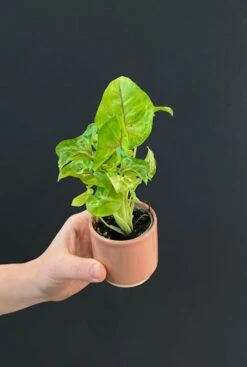 Syngonium Golden Allusion - Stekje -Planten Series syngonium