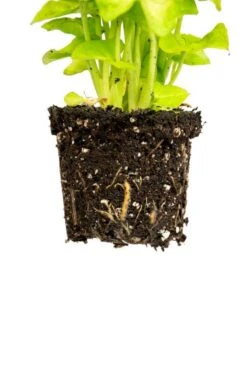 Syngonium Golden Allusion - Stekje -Planten Series syngonium golden allusion wortel