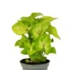 Syngonium Golden Allusion - Stekje 2 Syngonium Golden Allusion - Stekje -Planten Series syngonium golden allusion