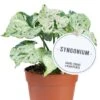 Syngonium Green Splash - Arrowhead 2 Syngonium Green Splash - Arrowhead -Planten Series syngonium green splash