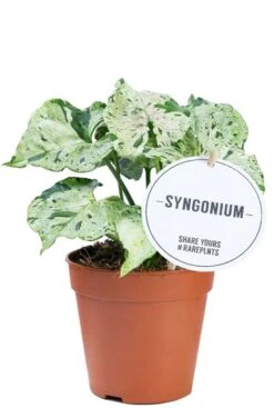 Syngonium Green Splash - Arrowhead