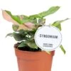 Syngonium Pink Splash - Arrowhead -Planten Series syngonium pink splash