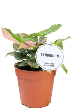 Syngonium Pink Splash - Arrowhead