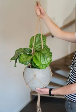 TS Collection Plantenhanger - Touw 5 TS Collection Plantenhanger - Touw -Planten Series ter steege plantenhanger