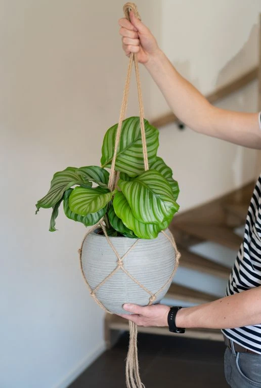 TS Collection Plantenhanger - Touw 4 TS Collection Plantenhanger - Touw - Afbeelding 2