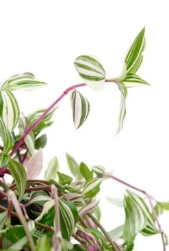 Tradescantia Quadricolor - Vaderplant -Planten Series tradescantia quadricolor a5169 3