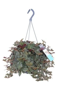 Tradescantia Brown Hill - Vaderplant