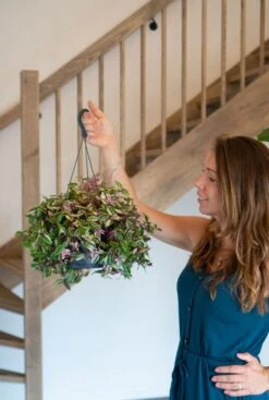 Tradescantia Quadricolor - Vaderplant -Planten Series tradescantia quadricolor