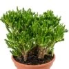Crassula Hobbit - Jade Plant -Planten Series unieke crassula hobbit
