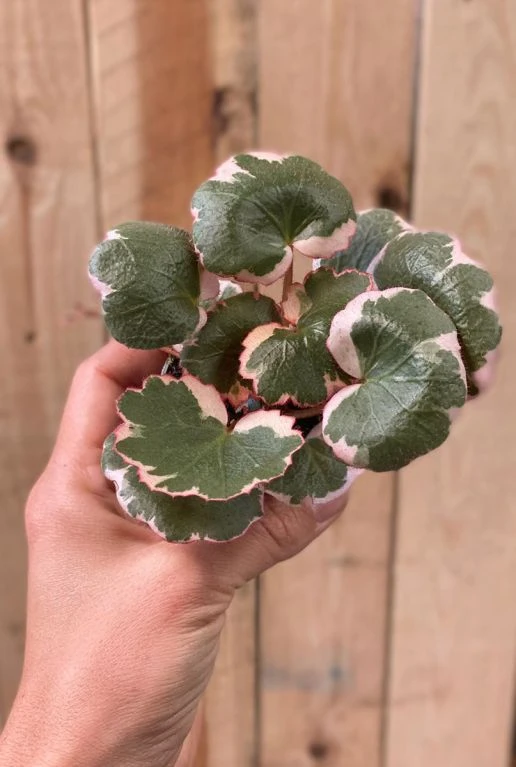 Saxifraga X Urbium Variegata - Stekje 4 Saxifraga X Urbium Variegata - Stekje - Afbeelding 2