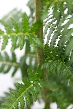 Dicksonia Antartica - Tasmaanse Boomvaren -Planten Series varen dicksonia antartica boomvaren 1 2