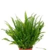 Nephrolepis Green Lady - Krulvaren -Planten Series varen green kamerplant