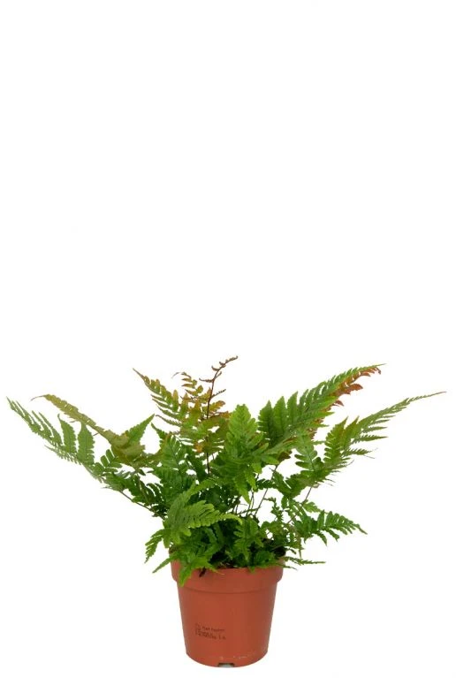 Dryopteris Erythrosora - Rode Sluiervaren 3 Dryopteris Erythrosora - Rode Sluiervaren