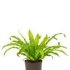 Asplenium Antiquum -Planten Series varen asplenium antiquum hydrocultuur