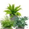 Varen Planten -Planten Series varen planten 1