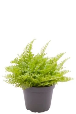 Nephrolepis Exaltata Cotton Candy - Stekje