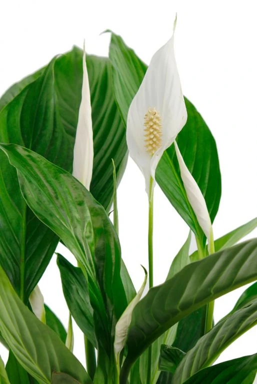 Spathiphyllum Vivaldi - Lepelplant 6 Spathiphyllum Vivaldi - Lepelplant - Afbeelding 4