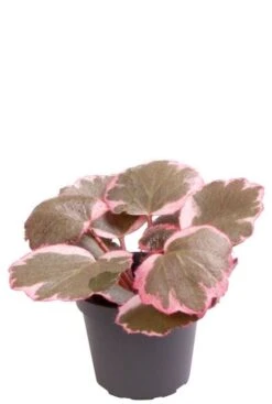 Saxifraga X Urbium Variegata - Stekje