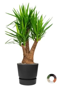 Yucca Palm In Elho Pot - Palmlelie