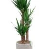 Yucca In Capi Rib Pot -Planten Series yucca kamerplant in grijze capi pot 1