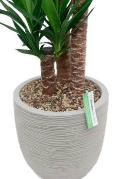 Yucca In Capi Rib Pot -Planten Series yucca plant in grijze capi