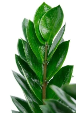 Zamioculcas In Metalen Pot - ZZ-plant -Planten Series zamioculcas emerald palm 2