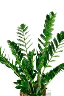 Zamioculcas In Metalen Pot - ZZ-plant -Planten Series zamioculcas kamerplant in pot