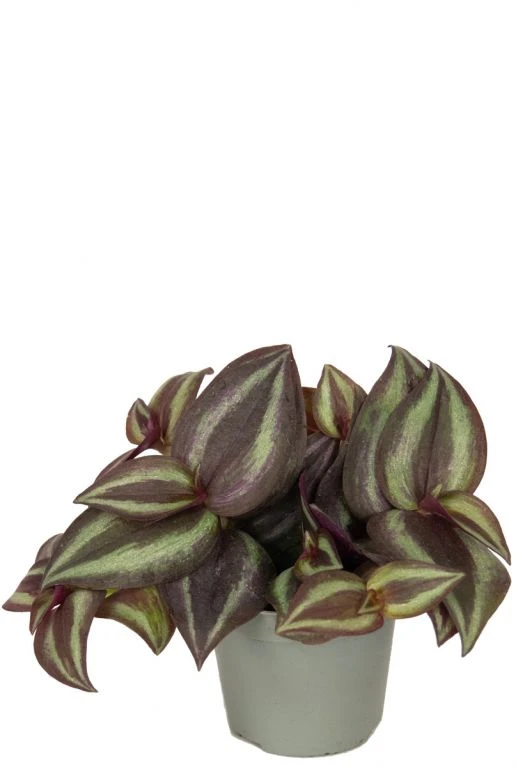 Tradescantia Zebrina Purpusii - Stekje 3 Tradescantia Zebrina Purpusii - Stekje