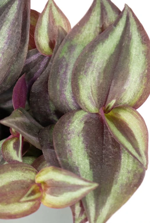 Tradescantia Zebrina Purpusii - Stekje 4 Tradescantia Zebrina Purpusii - Stekje - Afbeelding 2